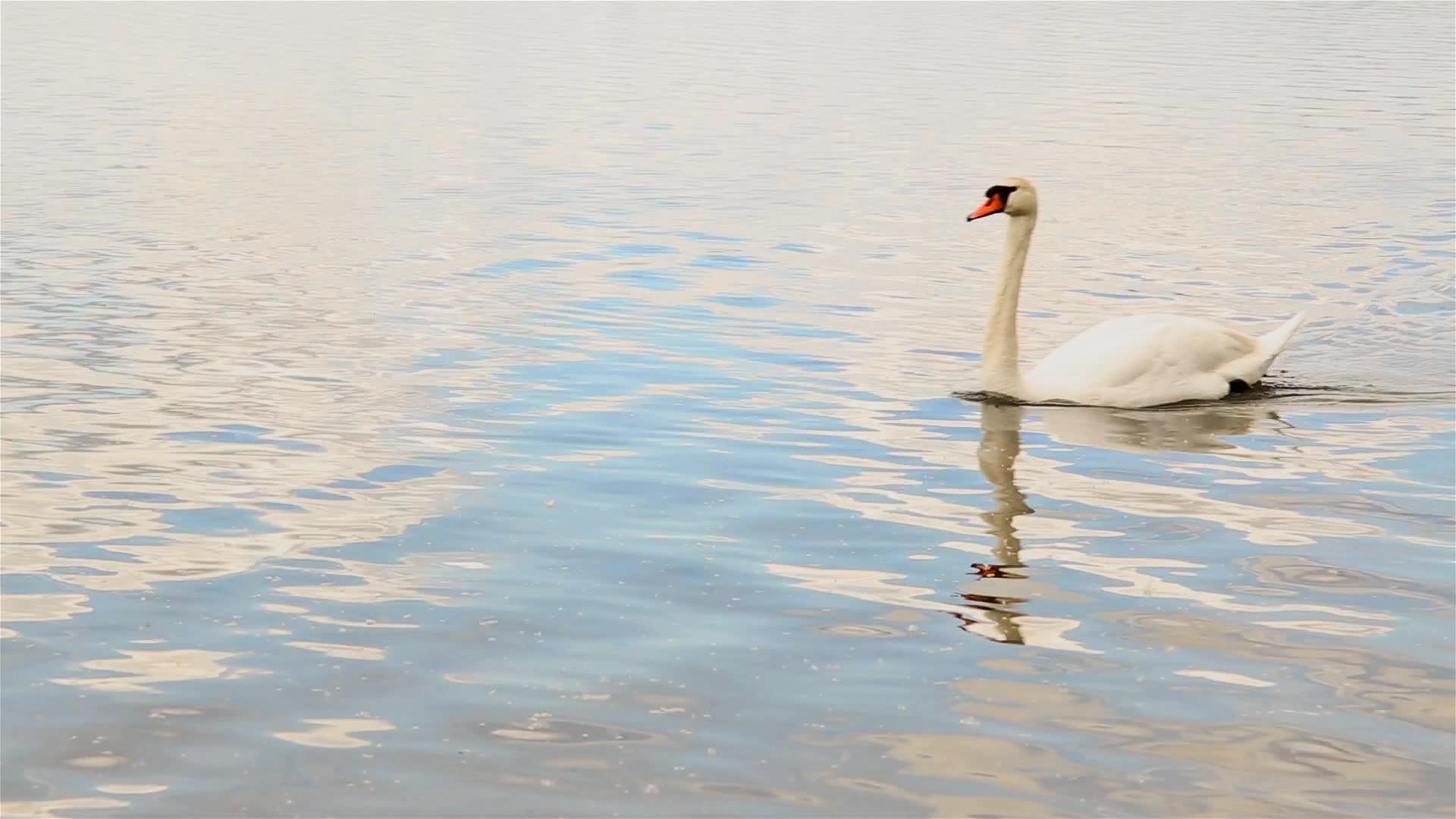 孤独的浮天鹅在湖外露天hd1080视频的预览图