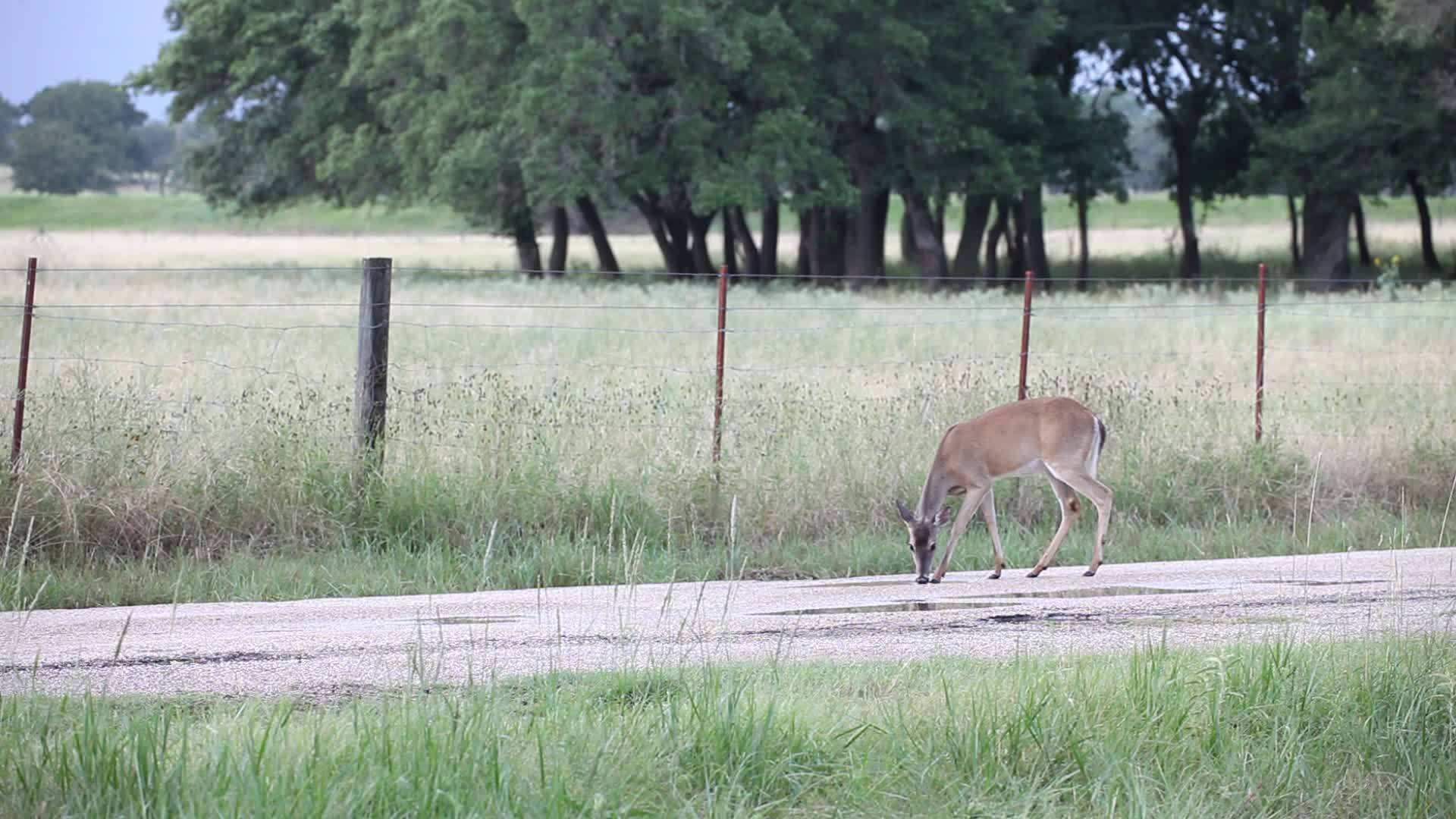 路边的白尾鹿饮用水视频的预览图