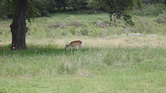白尾鹿在树荫下放牧视频的预览图