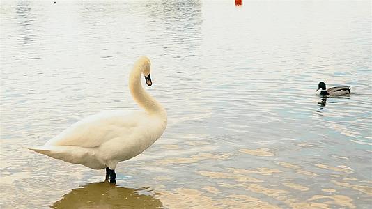 漂浮在城市公园池塘户外的美丽白天鹅hd视频的预览图