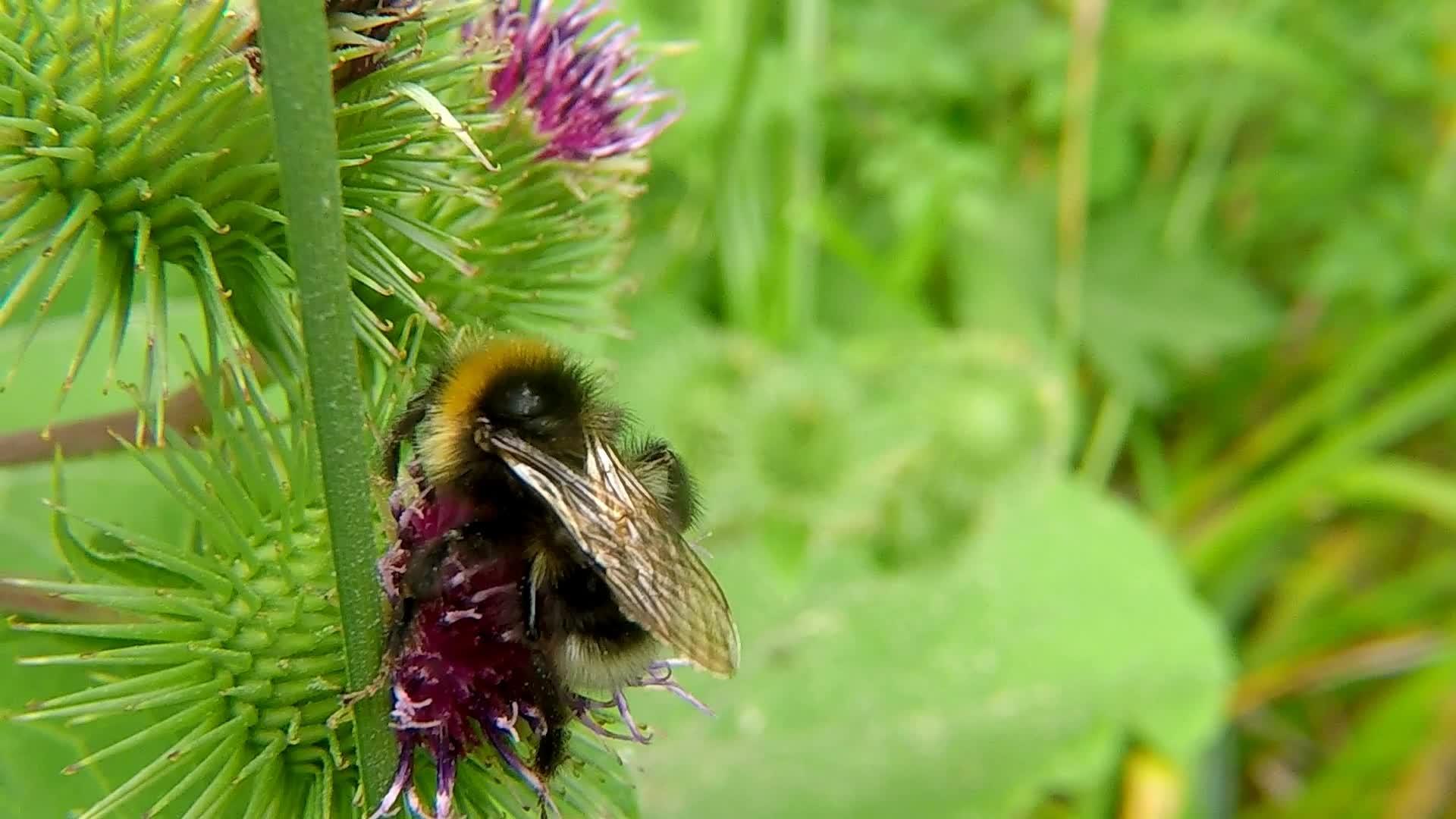 白尾大黄蜂在上面视频的预览图