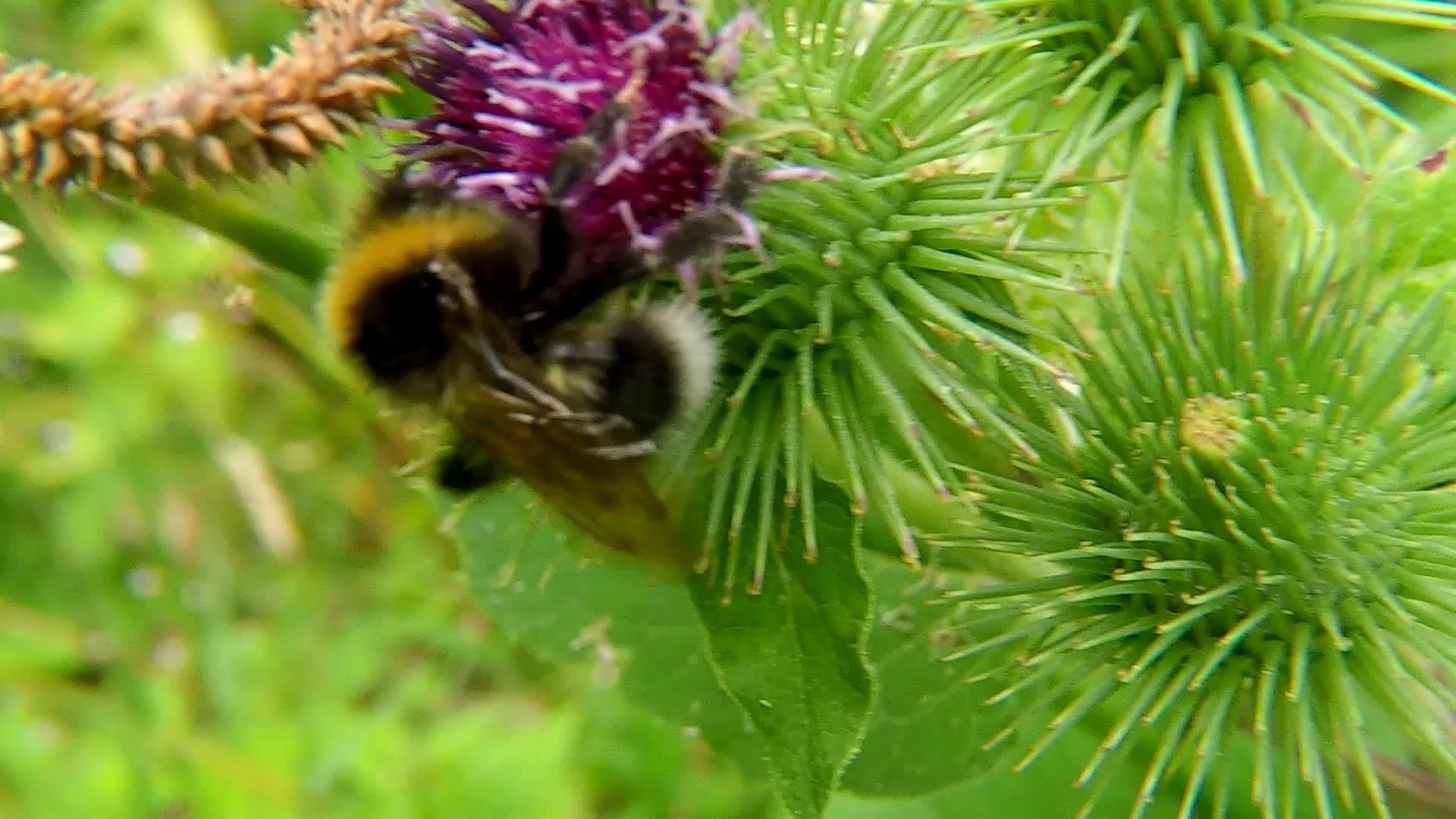 白尾大黄蜂在德国方形视频的预览图
