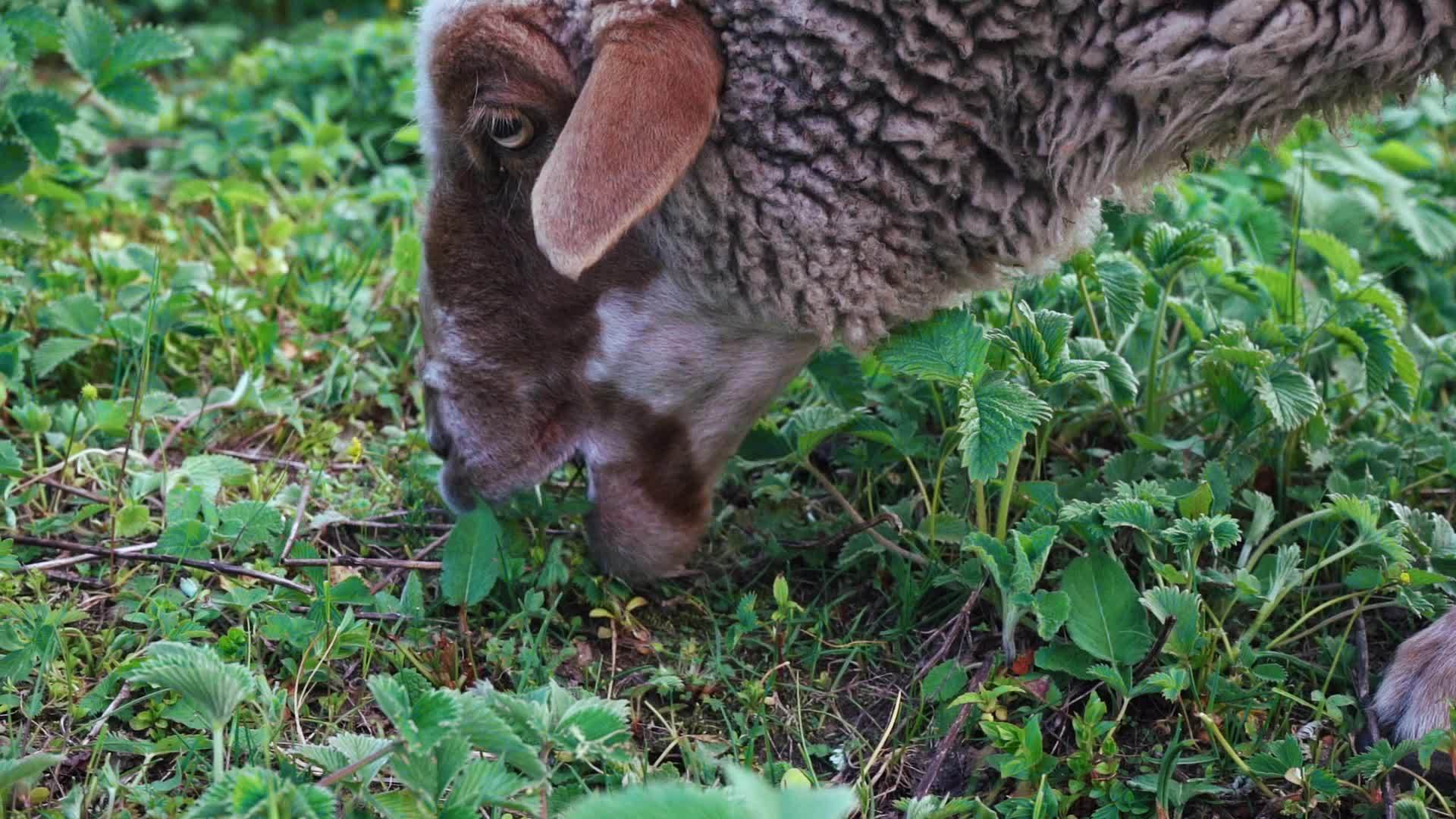 绵羊在马那利草原上吃绿草hemachalpradesh视频的预览图