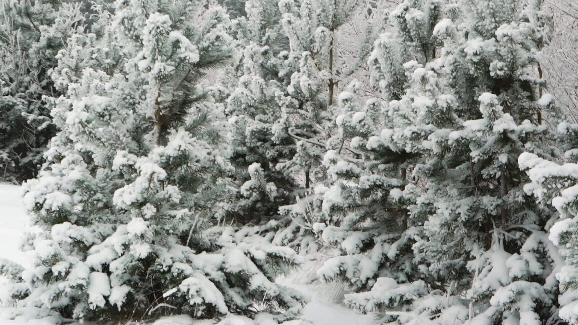 冬天在树林里散步视频的预览图