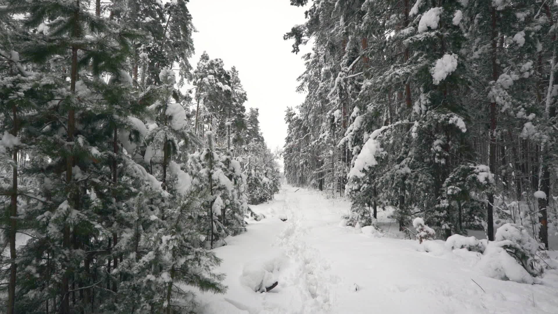 冬季松木视频的预览图