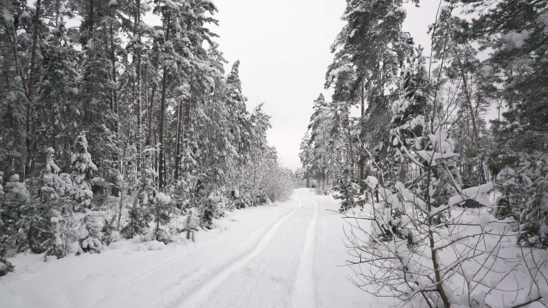 冬季林木中的干道视频的预览图