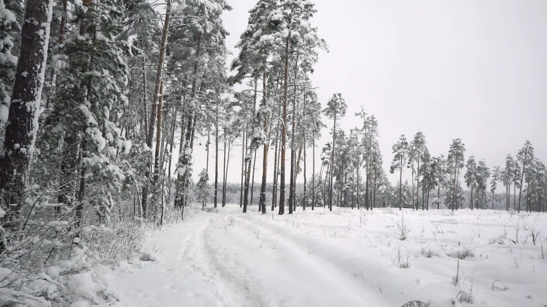 冬季林地视频的预览图