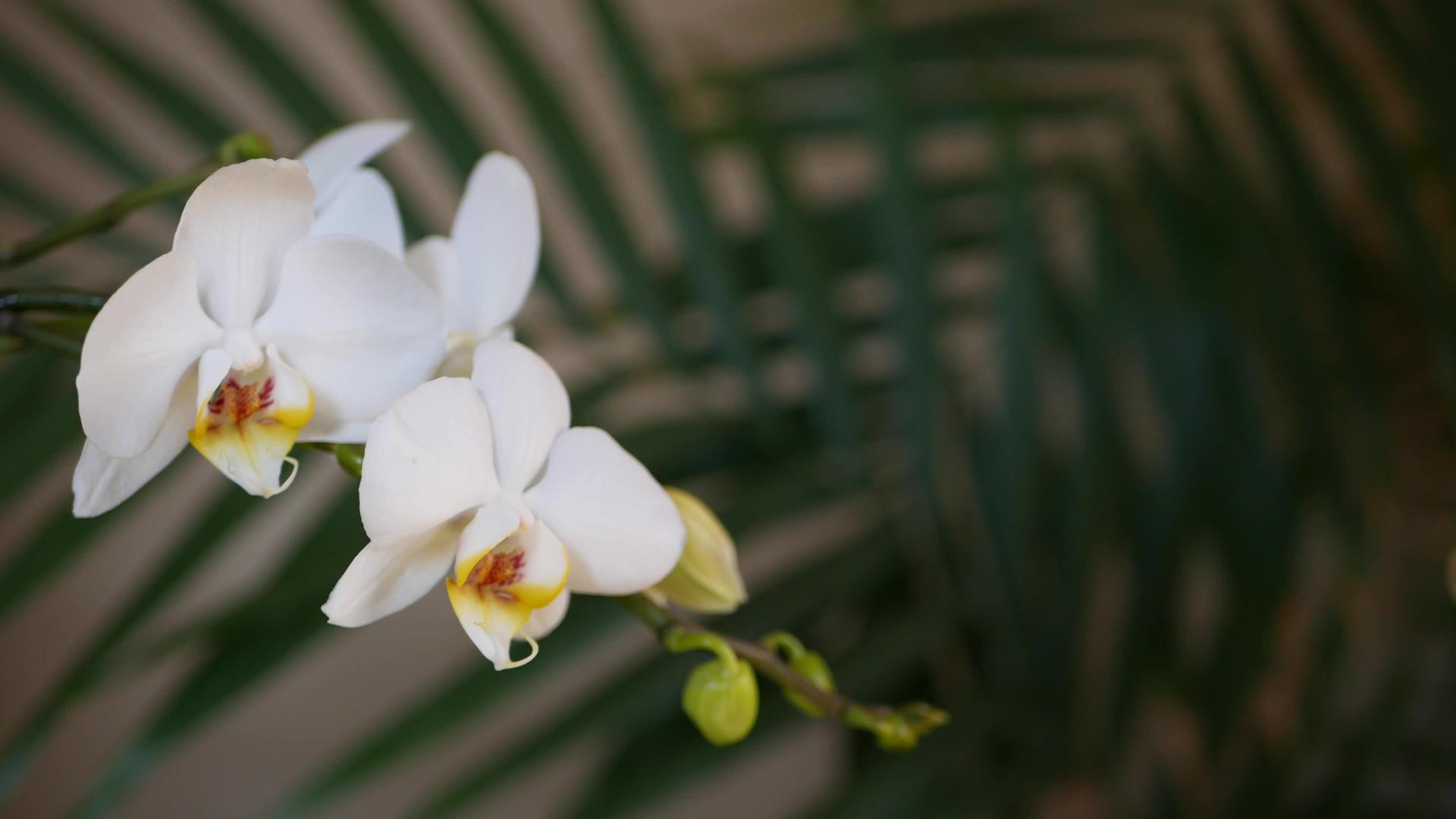 白色兰花和棕榈叶留下阴影优雅、细腻、柔和的花朵充满异国情调视频的预览图