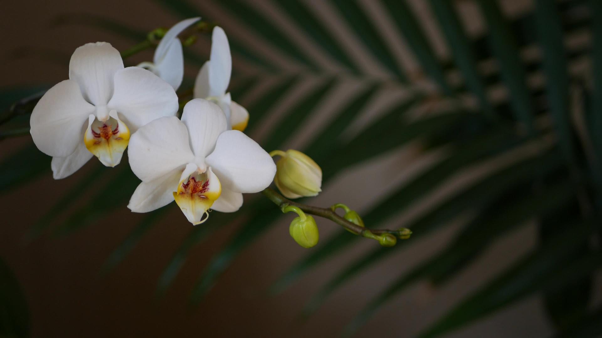 白色兰花和棕榈叶留下阴影优雅、细腻、柔和的花朵充满异国情调视频的预览图