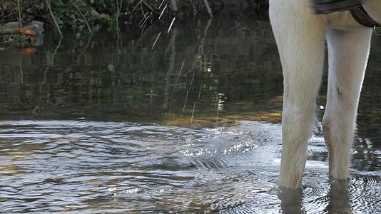 白马在河里喝水视频的预览图