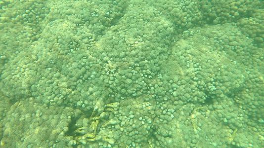许多小鱼在深海中游泳有珊瑚和反射面视频的预览图