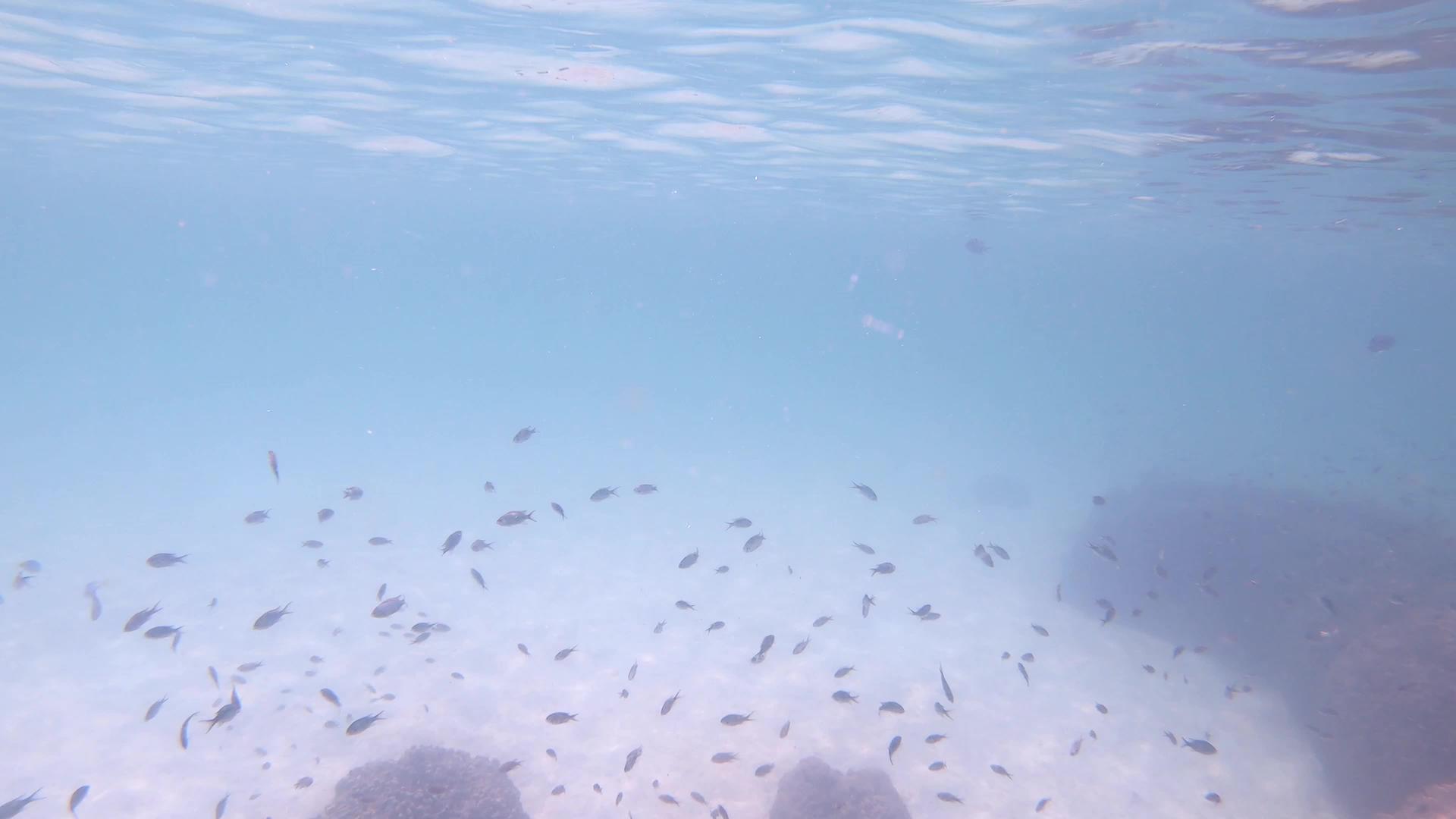 许多小鱼在浅海中游泳有沙子和珊瑚反射面视频的预览图
