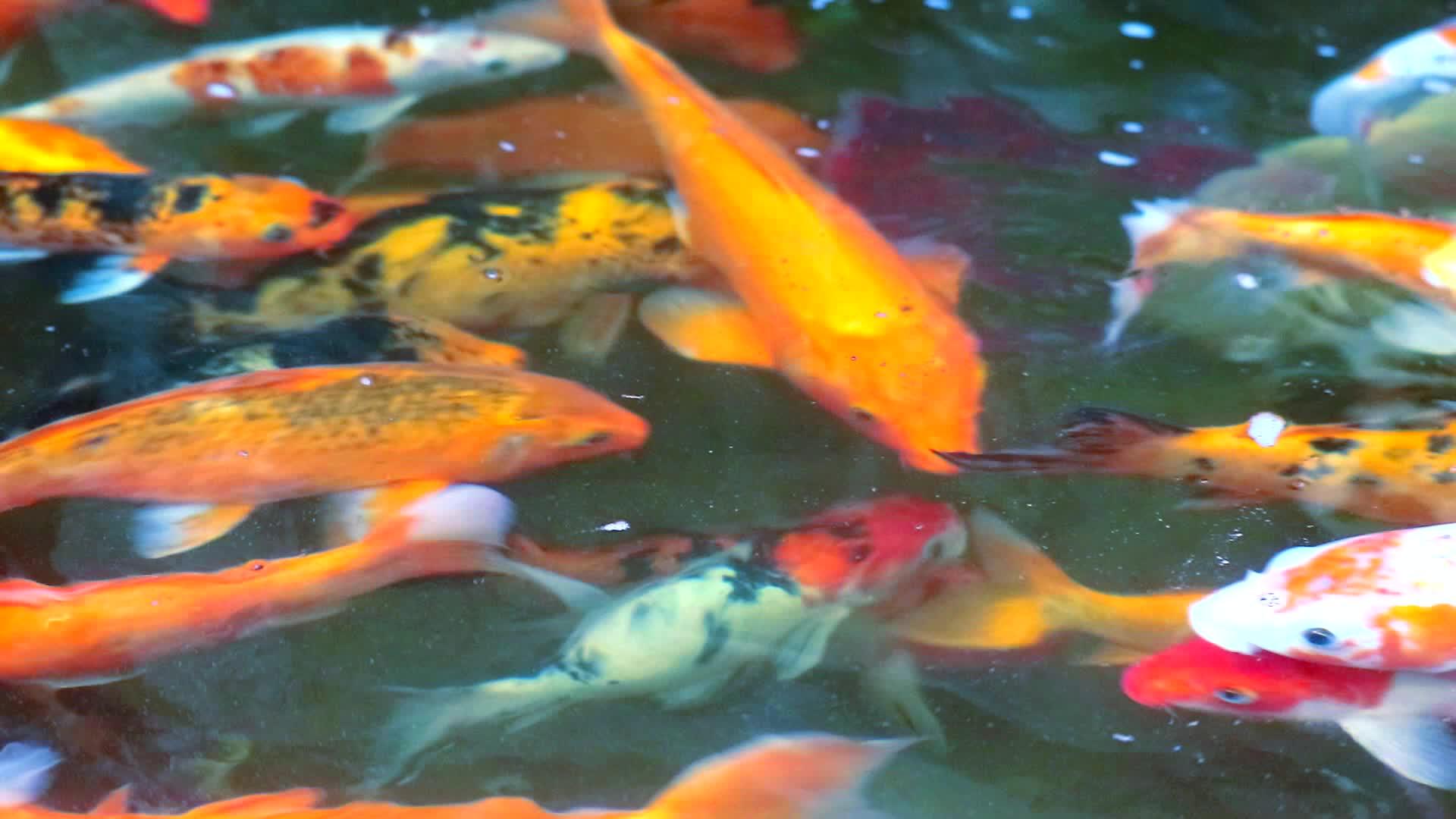 五颜六色的科伊鱼或鱼在自然池塘里游泳视频的预览图