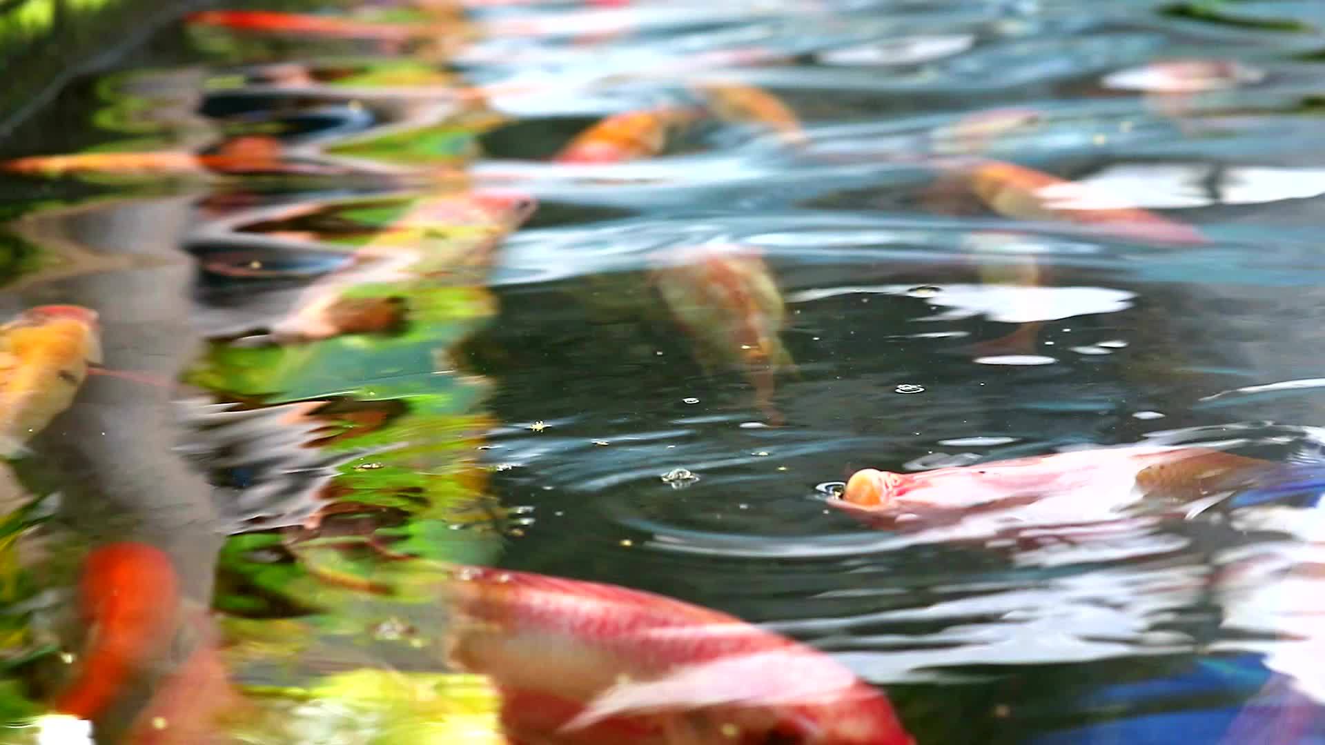 科伊鱼或鲤鱼在池塘里游泳在水面上呼吸视频的预览图