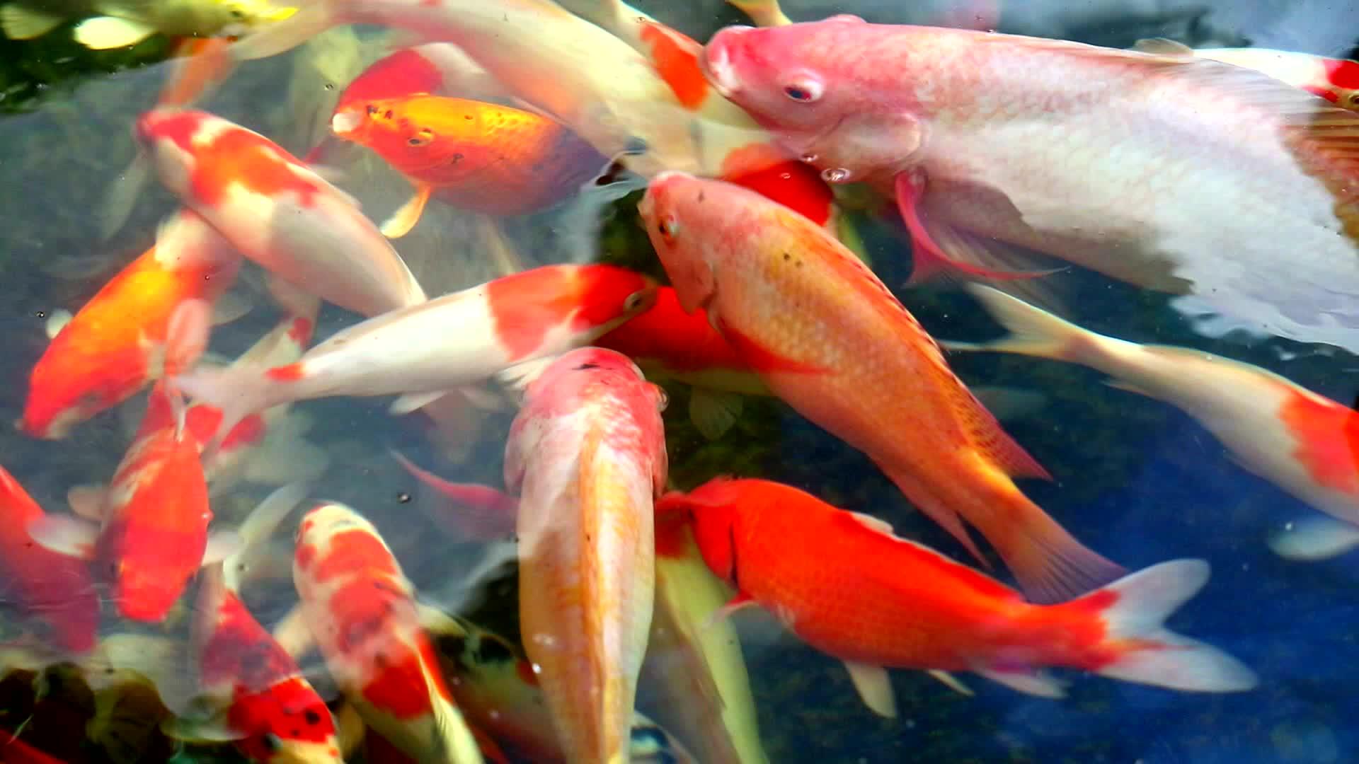 鱼尾鱼或鲤鱼在池塘里游泳白鱼在水里吃视频的预览图
