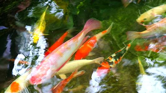 科伊鱼或鲤鱼在池塘中游到公园视频的预览图