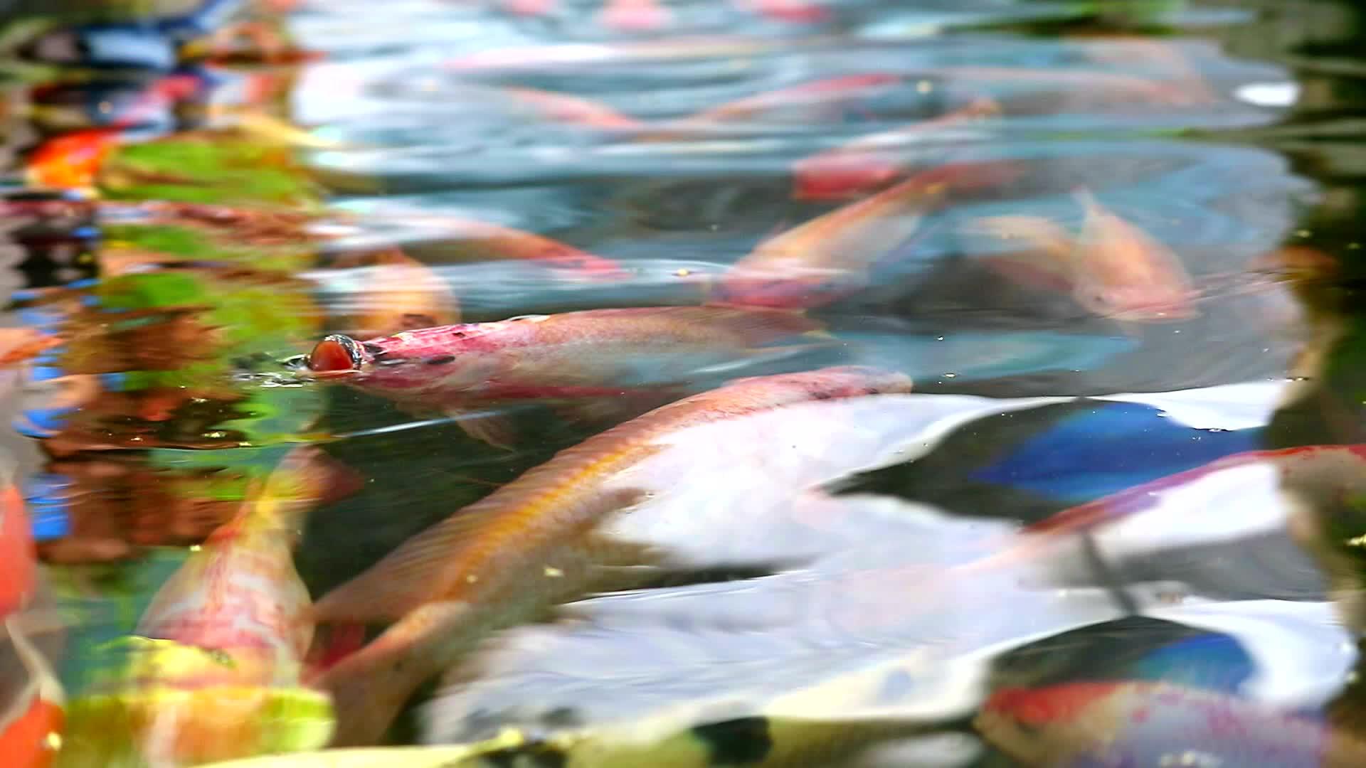 科伊鱼或鲤鱼在池塘里游泳一条鱼在水面上呼吸视频的预览图