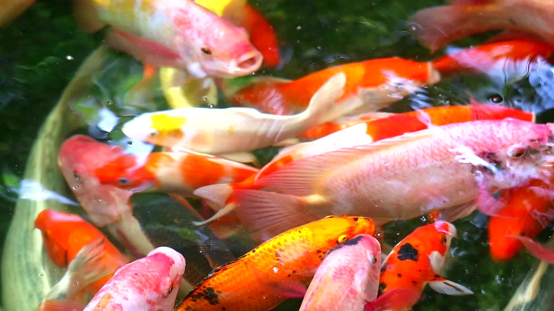 在池塘里游泳的鱼或小鱼在水面上觅食视频的预览图