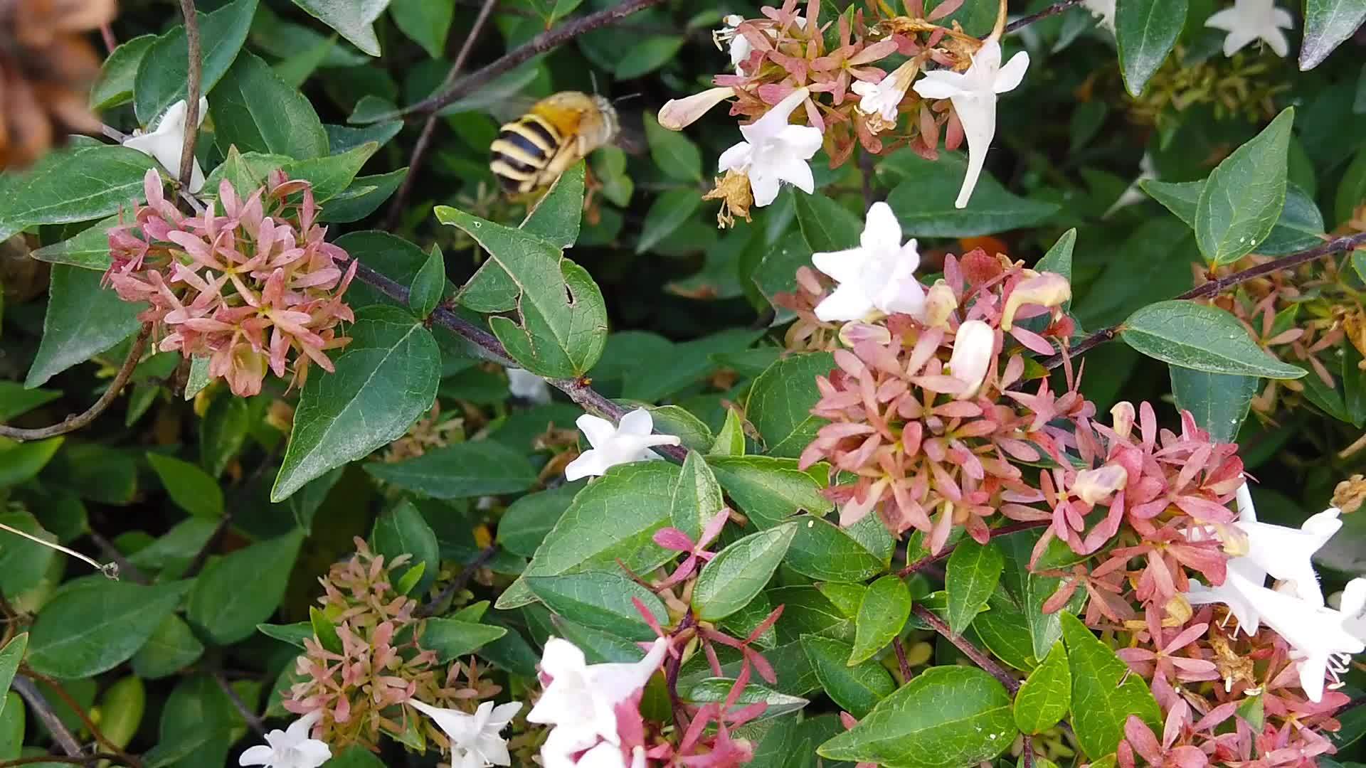 白色在扇贝花上挖掘蜜蜂02慢动作视频的预览图