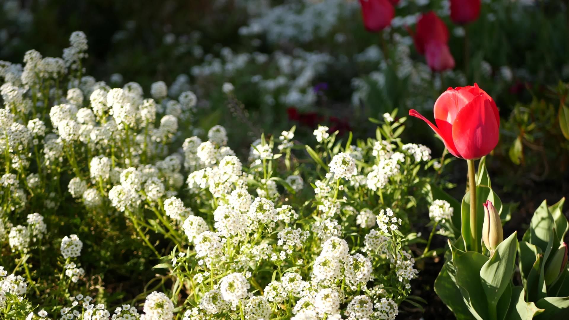美国加利福尼亚花园的嫩白花在春天的草地上浪漫视频的预览图