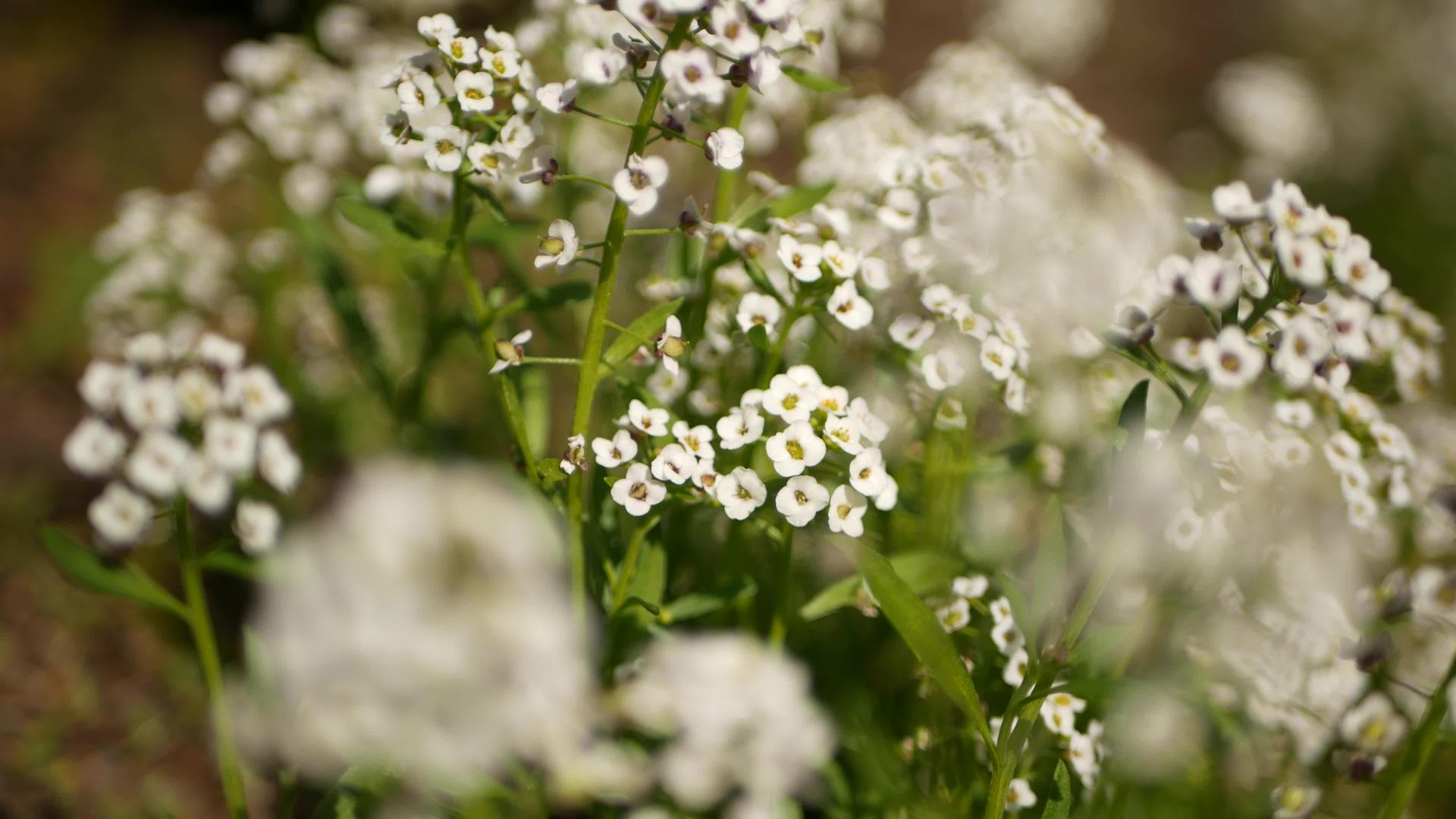 美国加利福尼亚花园的嫩白花在春天的草地上浪漫视频的预览图