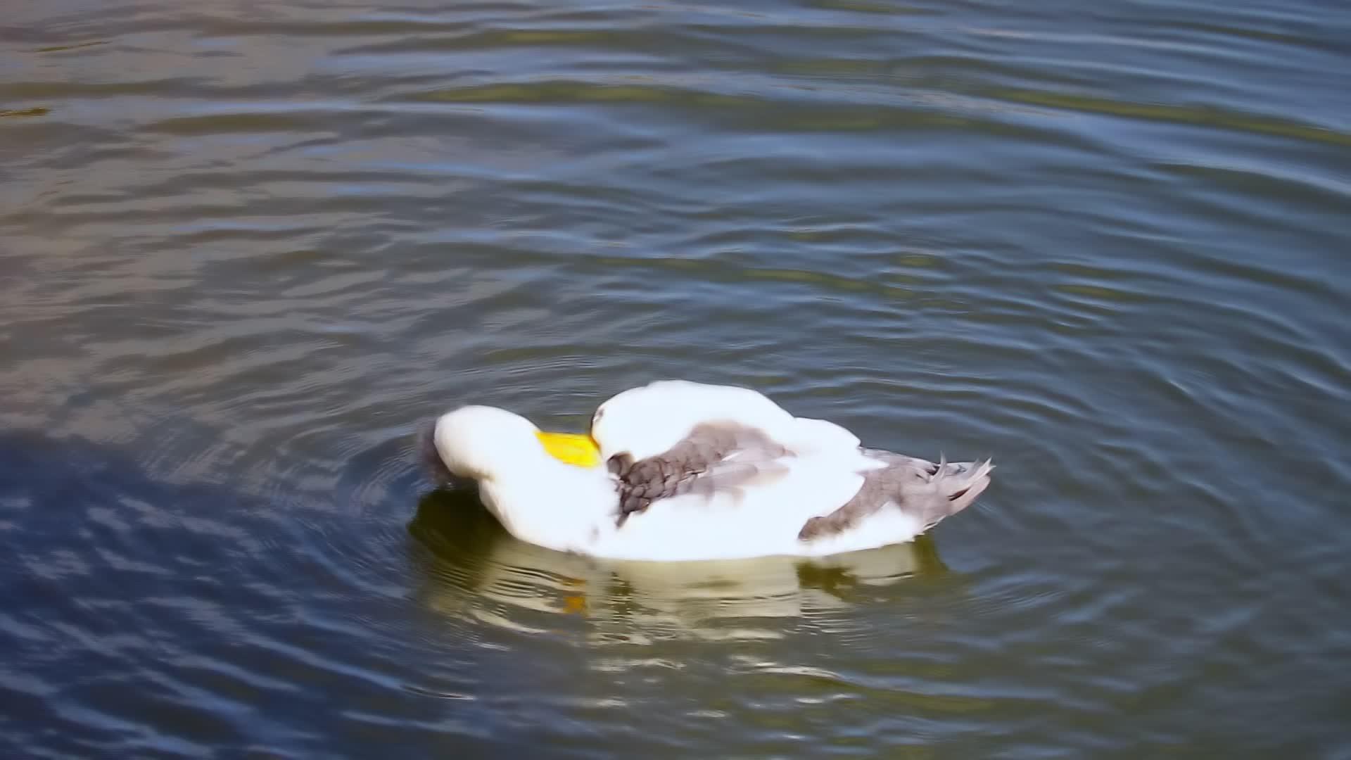 一只美丽滑稽的鸭子在湖里子视频的预览图