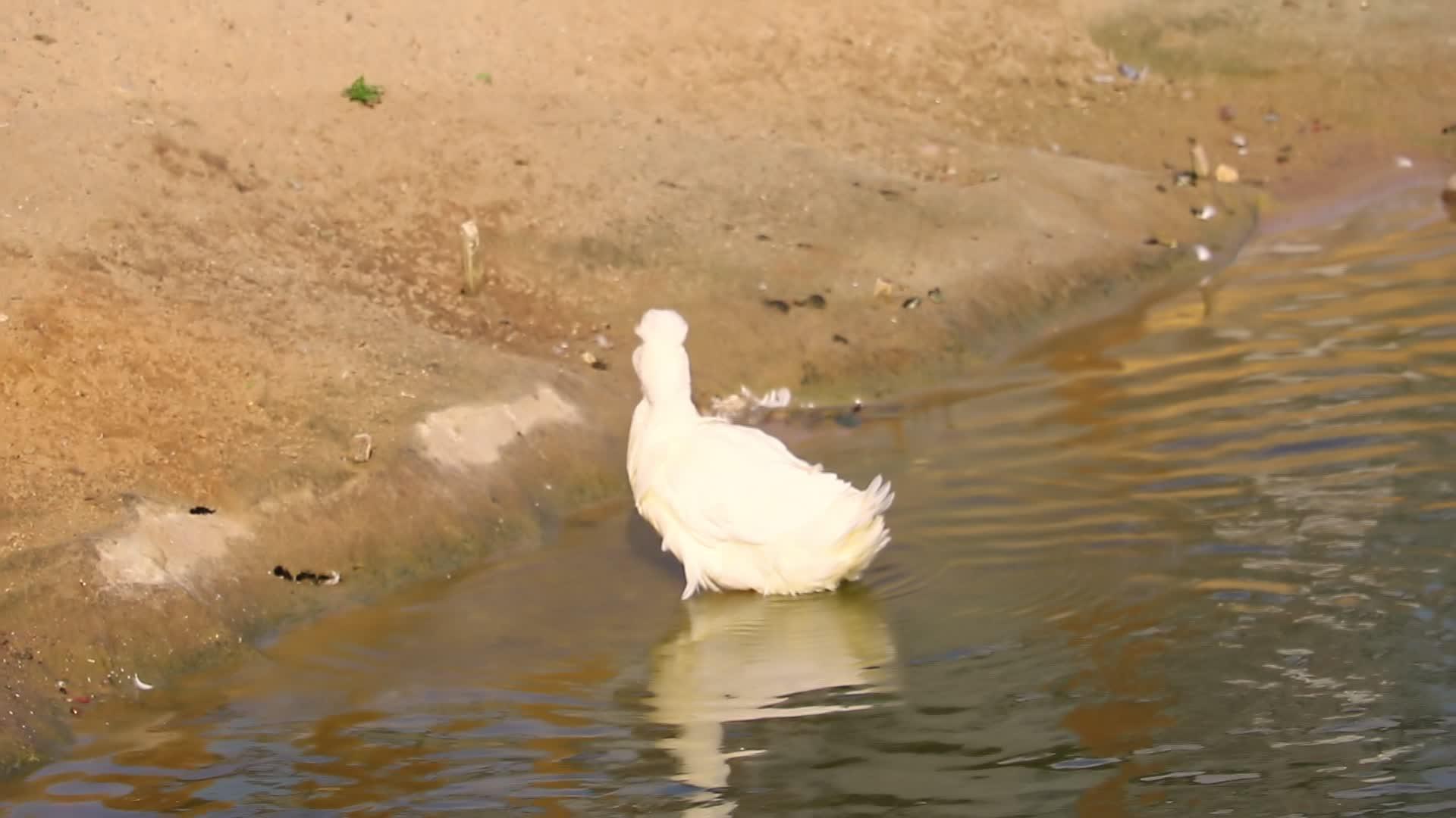 在湖边洗白鸭视频的预览图