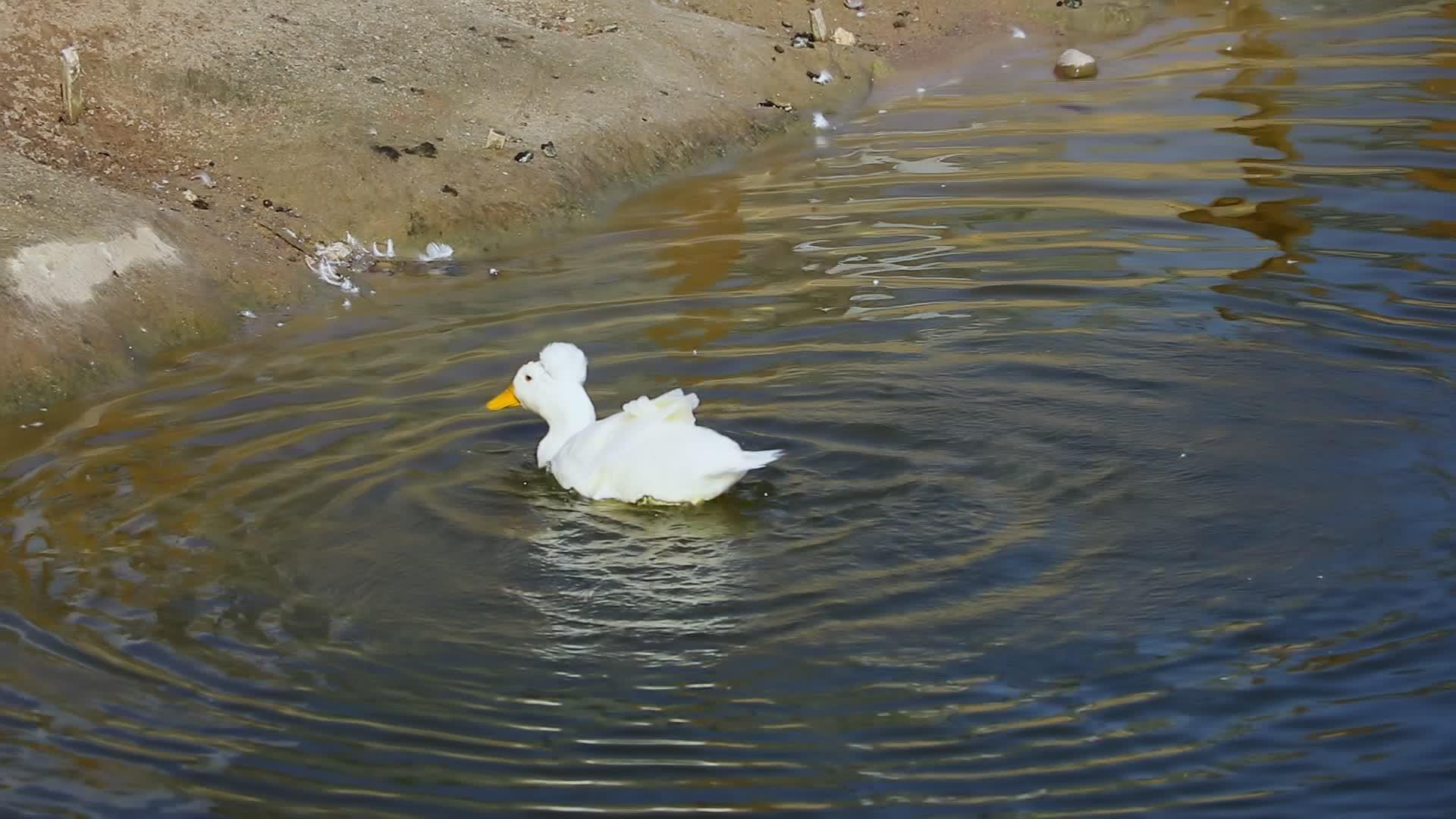 一只有趣的白鸭被冲进河里视频的预览图