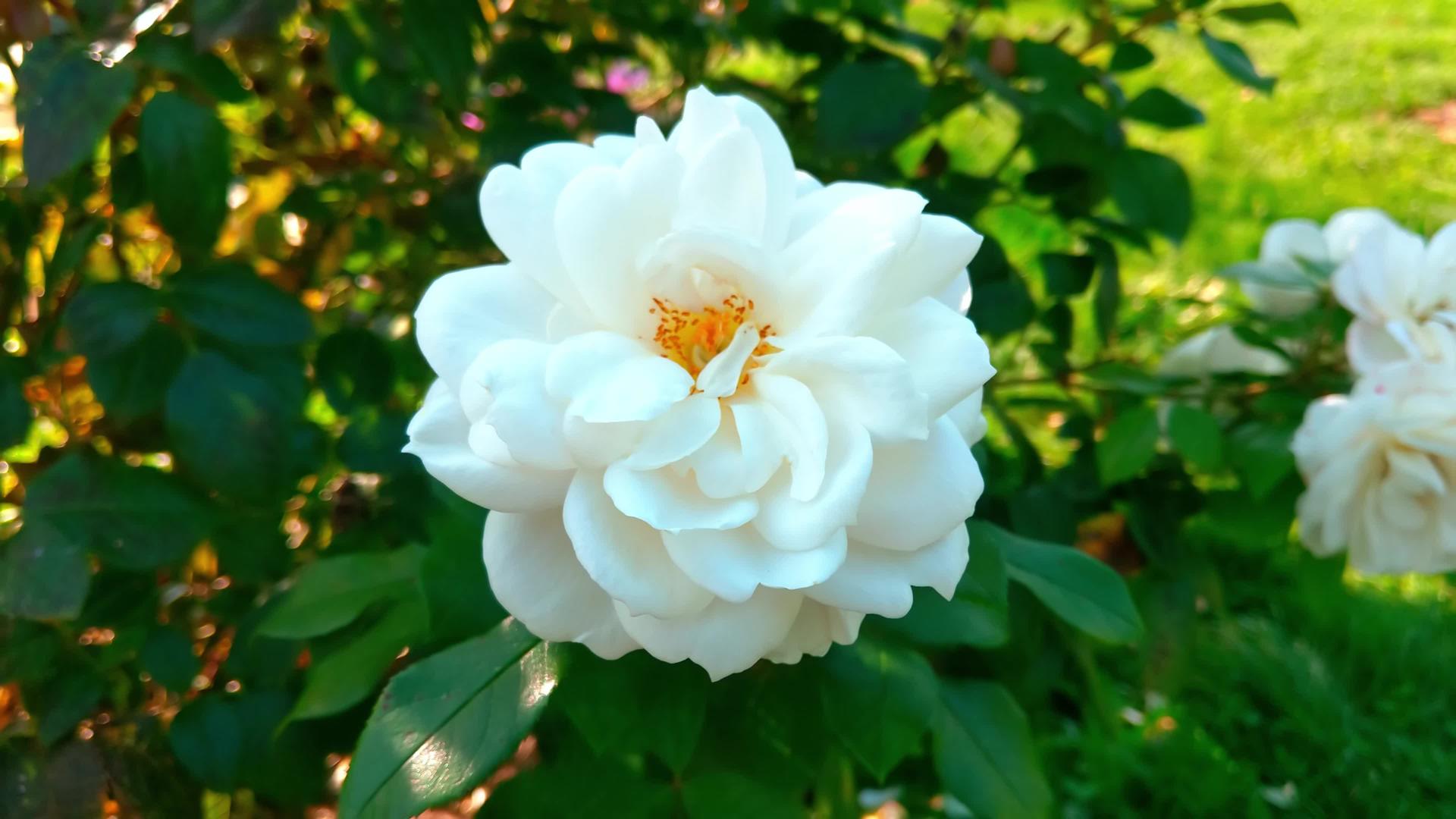 花园里白玫瑰的顶部视图视频的预览图