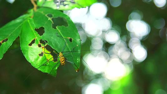 长角甲虫在雨季吃树叶繁殖视频的预览图