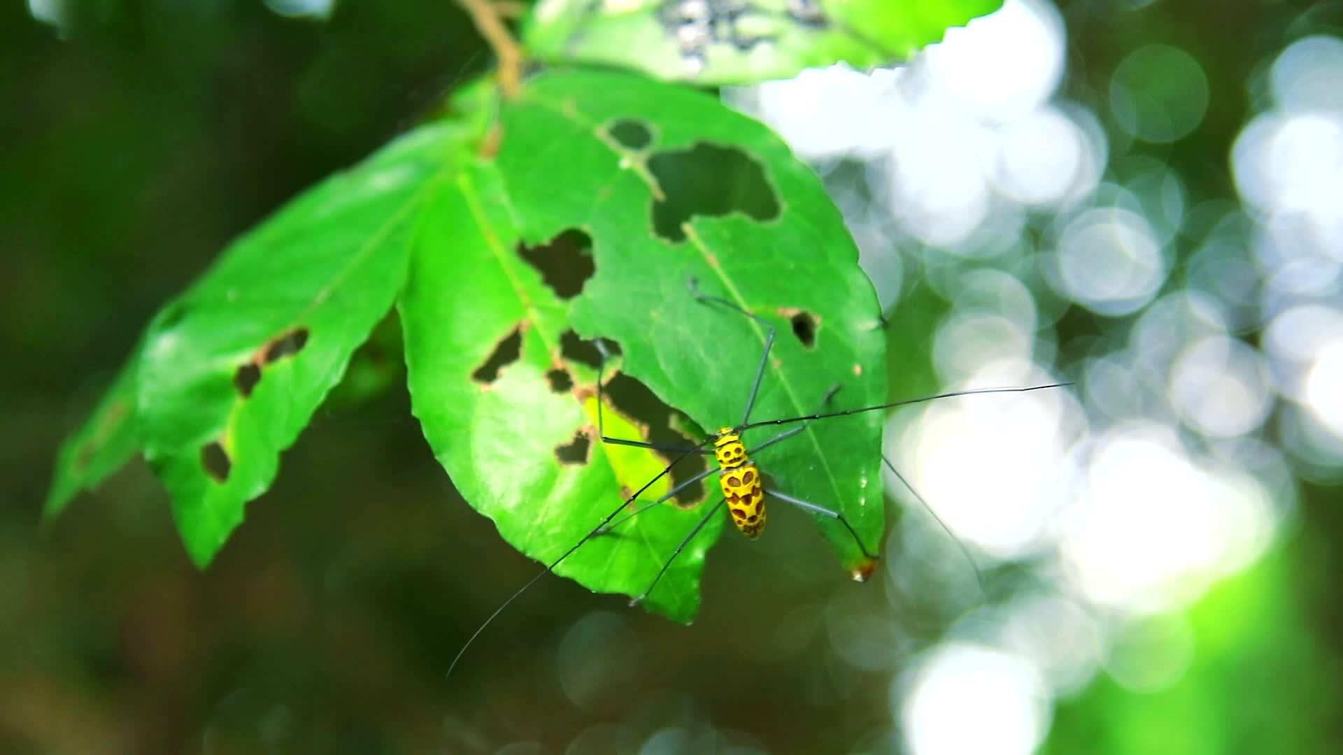 长角甲虫在雨季1号吃树叶繁殖视频的预览图