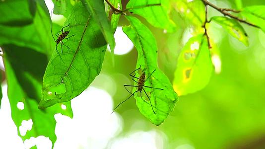 长角蜂鸣虫在吃树叶的时候喂花园里的植物和树木视频的预览图