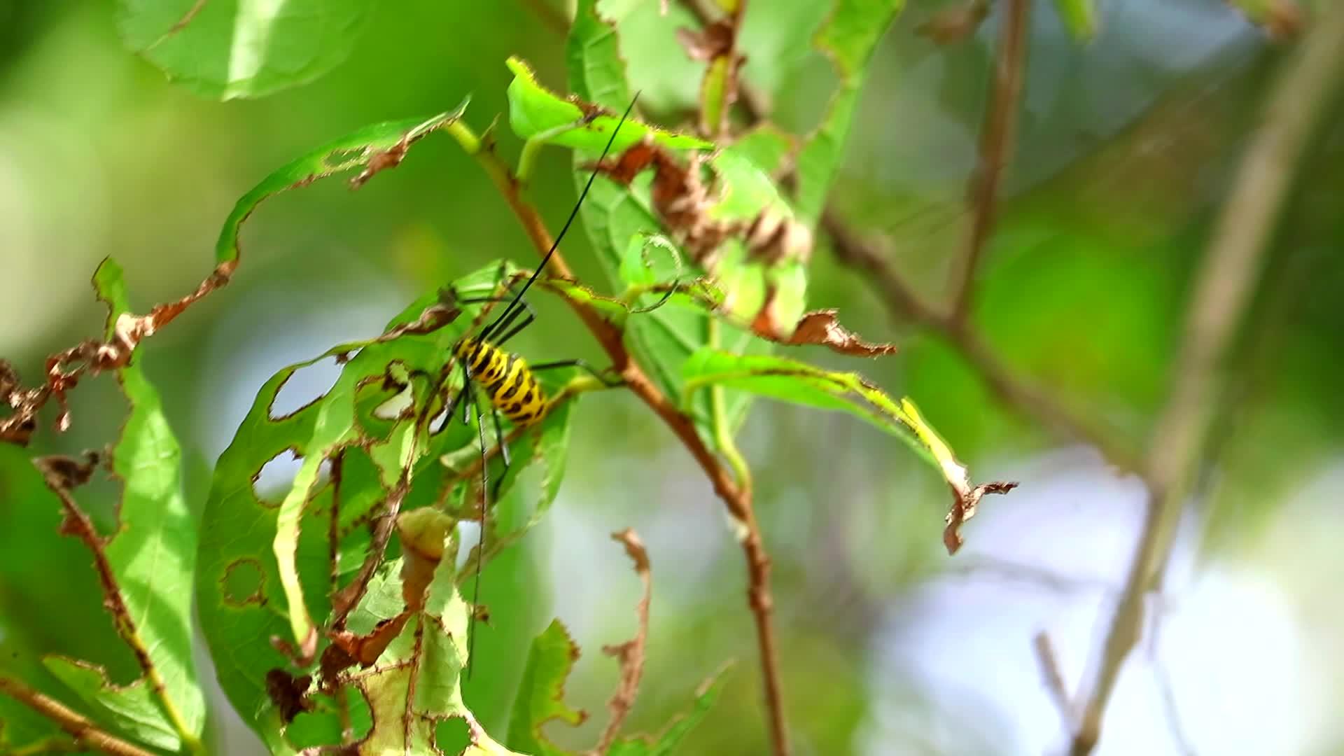 长角蜂鸣虫吃树叶喂花园里的植物和树木视频的预览图