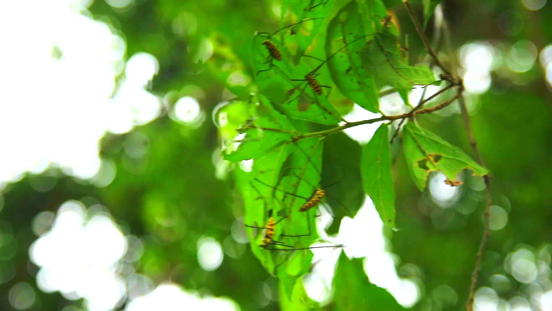 角质蜂鸟甲虫在雨季吃树叶视频的预览图