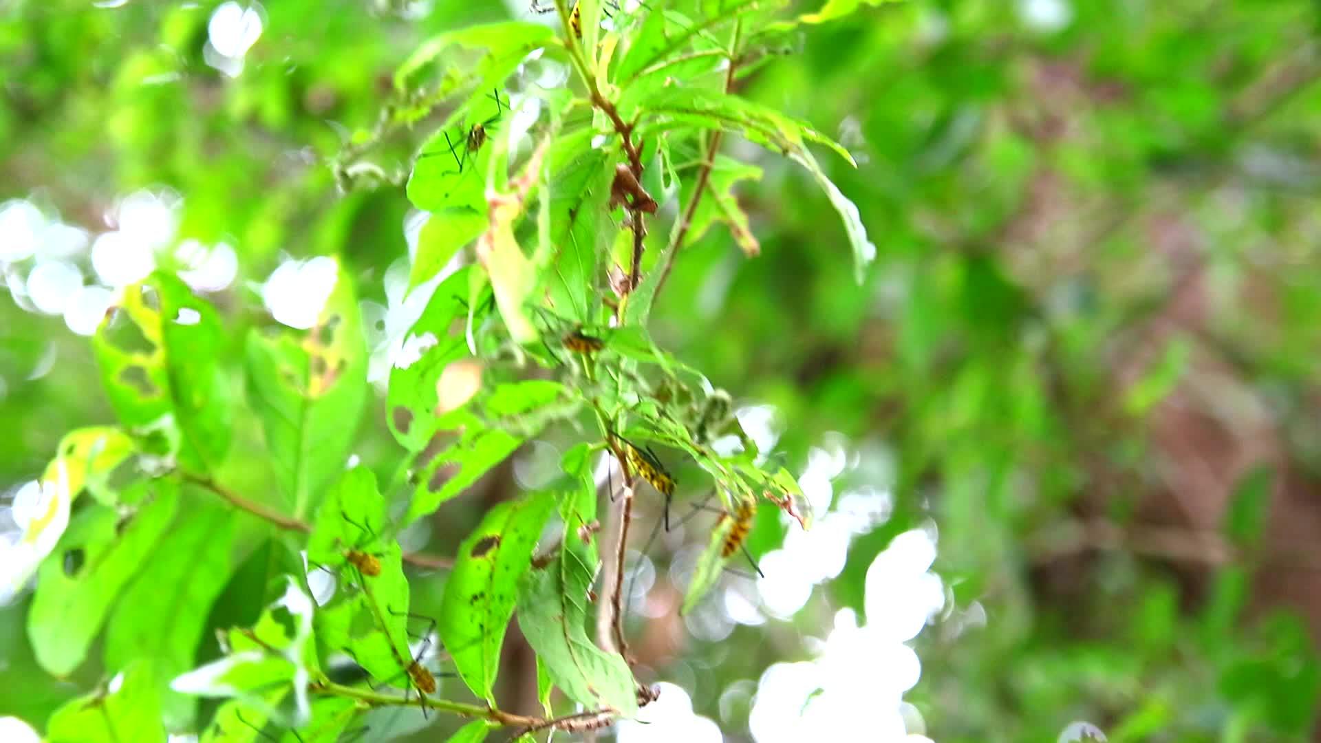 雨季长角甲虫吃树叶繁殖1视频的预览图