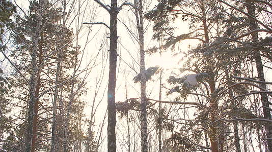 冰冻林地的雪松树视频的预览图