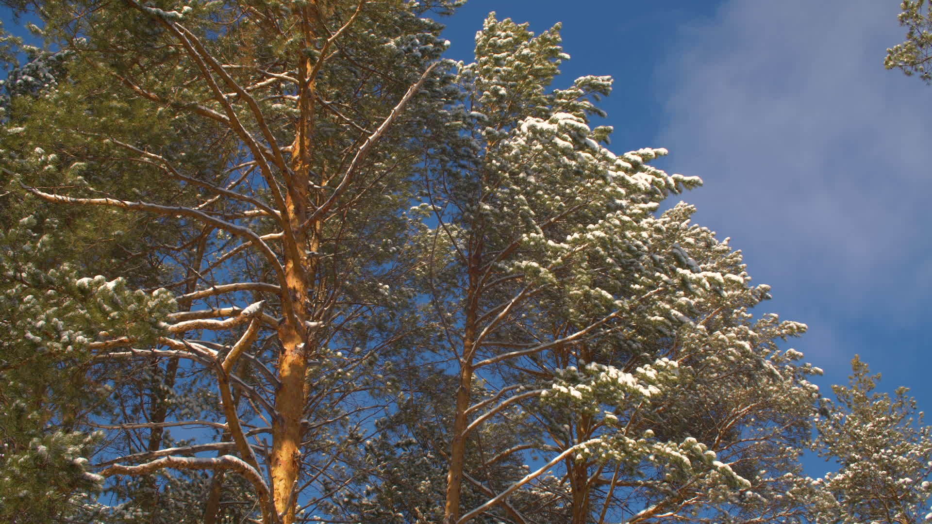 松树顶部和美丽的蓝色阳光明媚的天空视频的预览图
