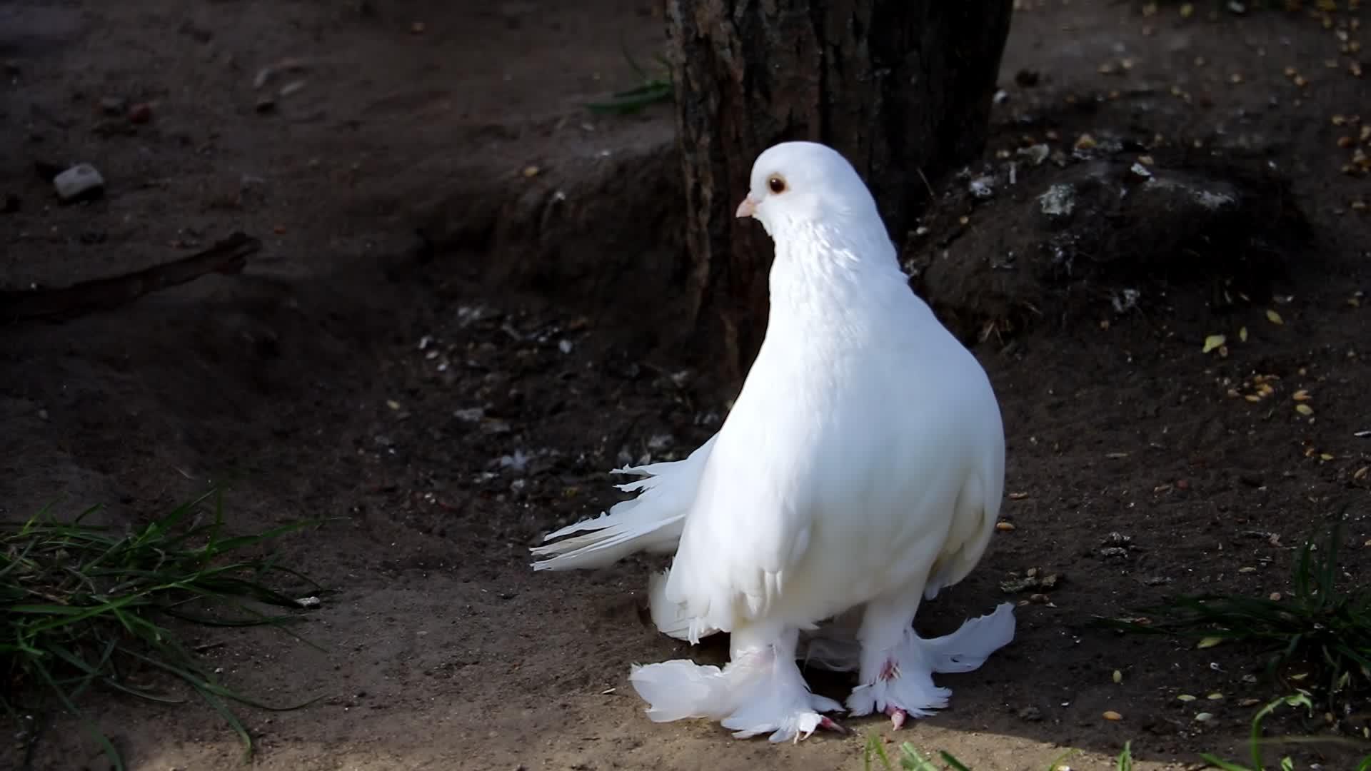 美丽的白鸽风景站在地上视频的预览图
