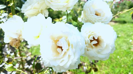 花园里的白玫瑰在风中摇摆视频的预览图