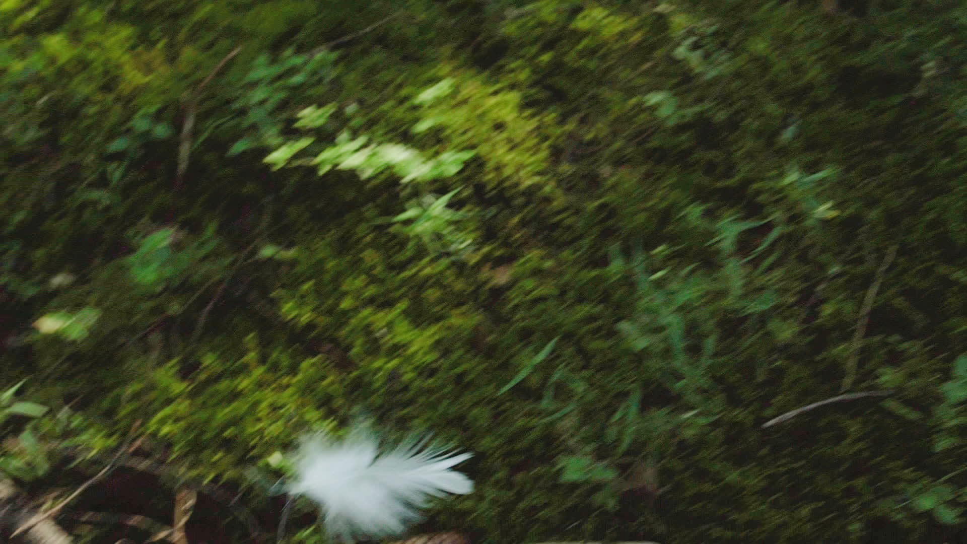 白羽落入森林视频的预览图