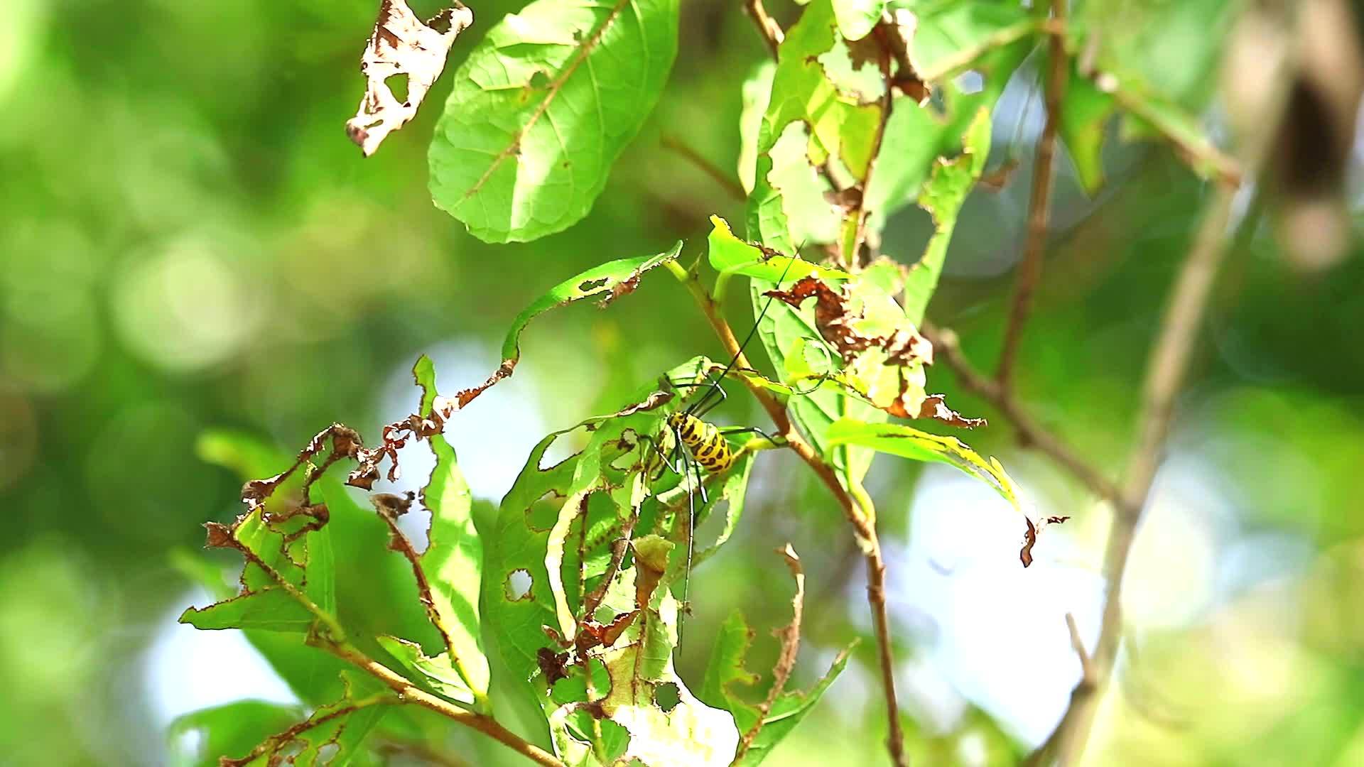 长角甲虫吃树叶来培育花园里的植物和树木视频的预览图