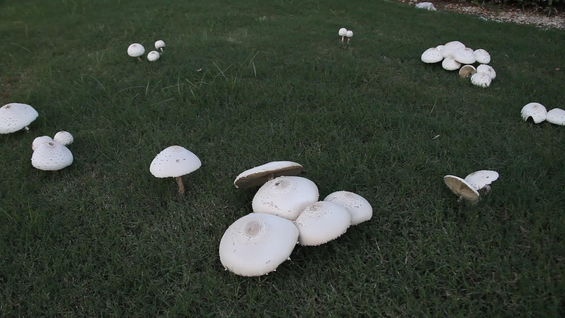 几个白蘑菇视频的预览图