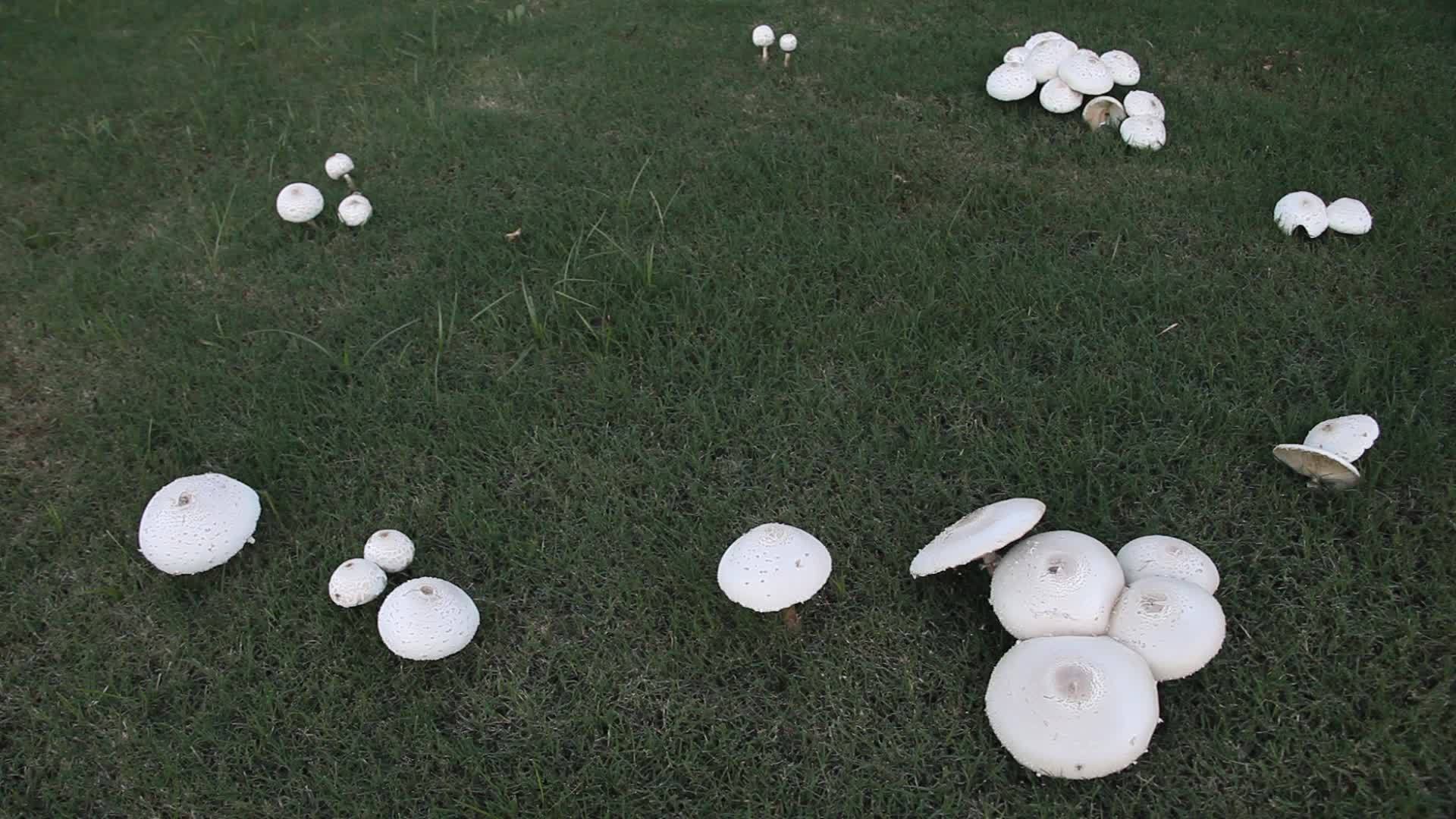 草中的白蘑菇视频的预览图