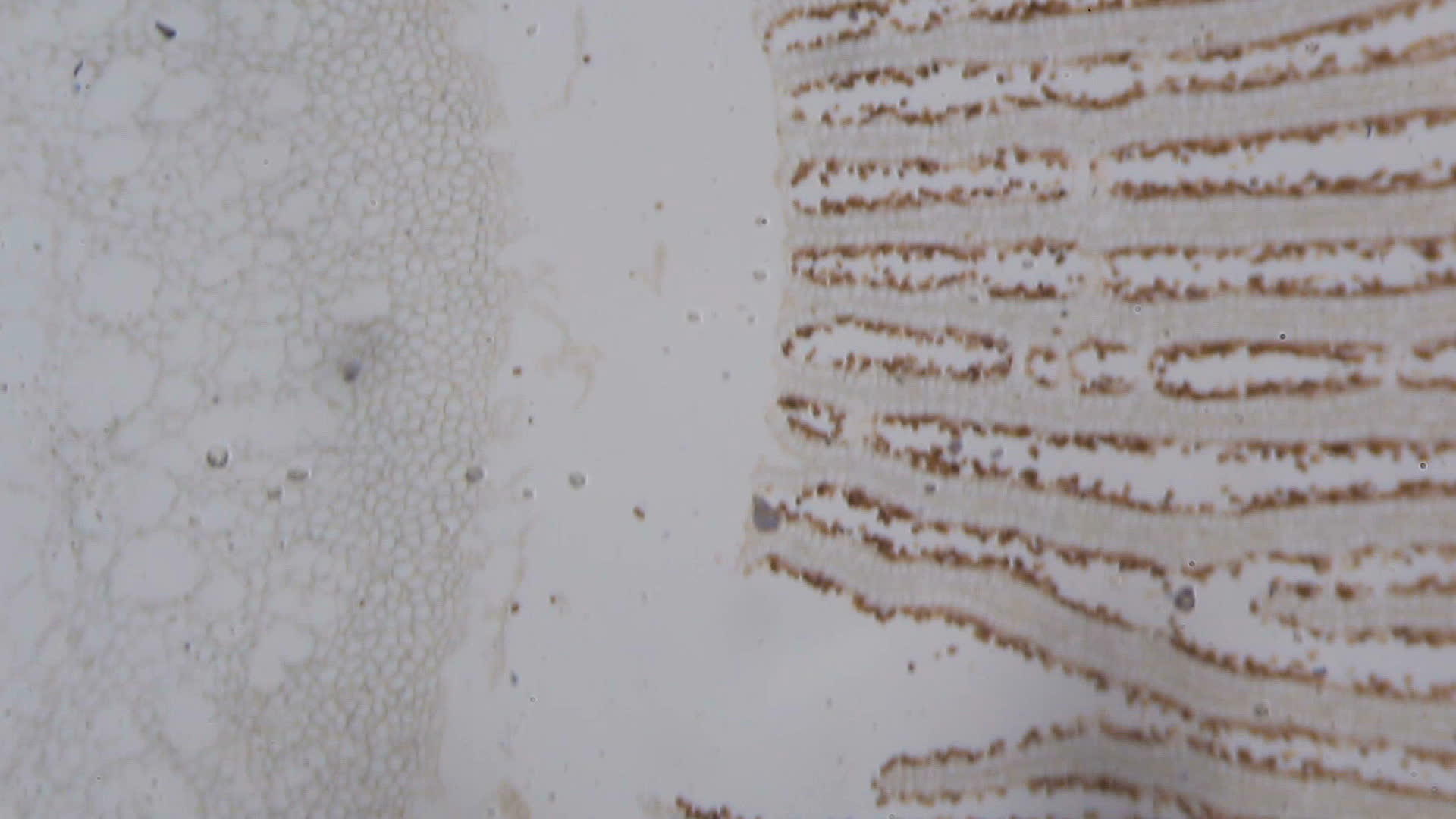 显微镜下的agaricus部分视频的预览图