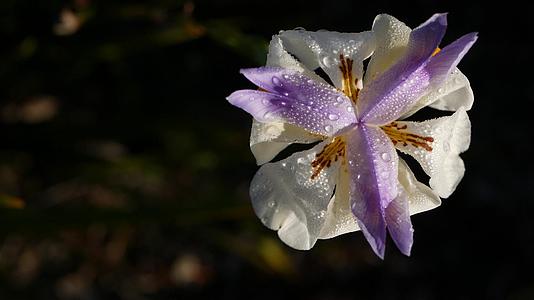 白色鸢尾利福尼亚州白色鸢尾花在春天的早晨开花视频的预览图
