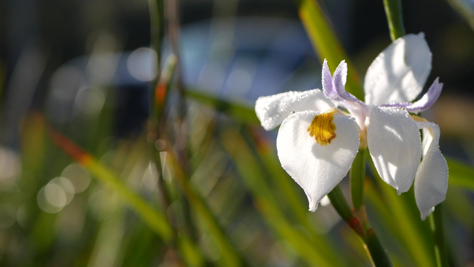 白色鸢尾利福尼亚州白色鸢尾花在春天的早晨开花视频的预览图