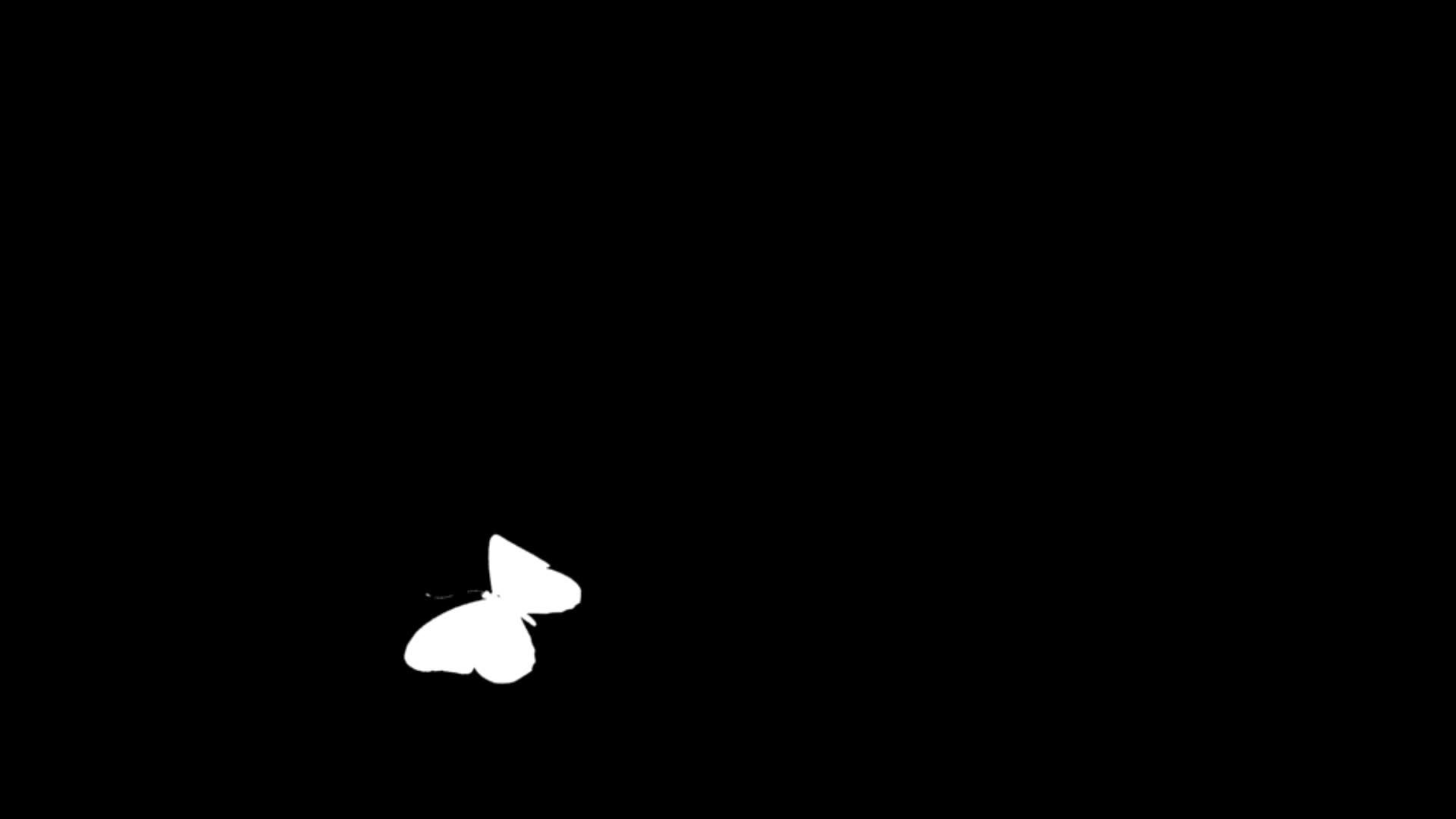 白色蝴蝶在黑色背景中闪烁hd视频的预览图