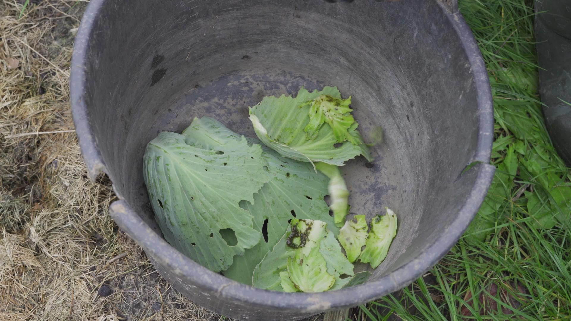 用塑料桶扔掉多余的被宠坏的卷心菜叶子视频的预览图