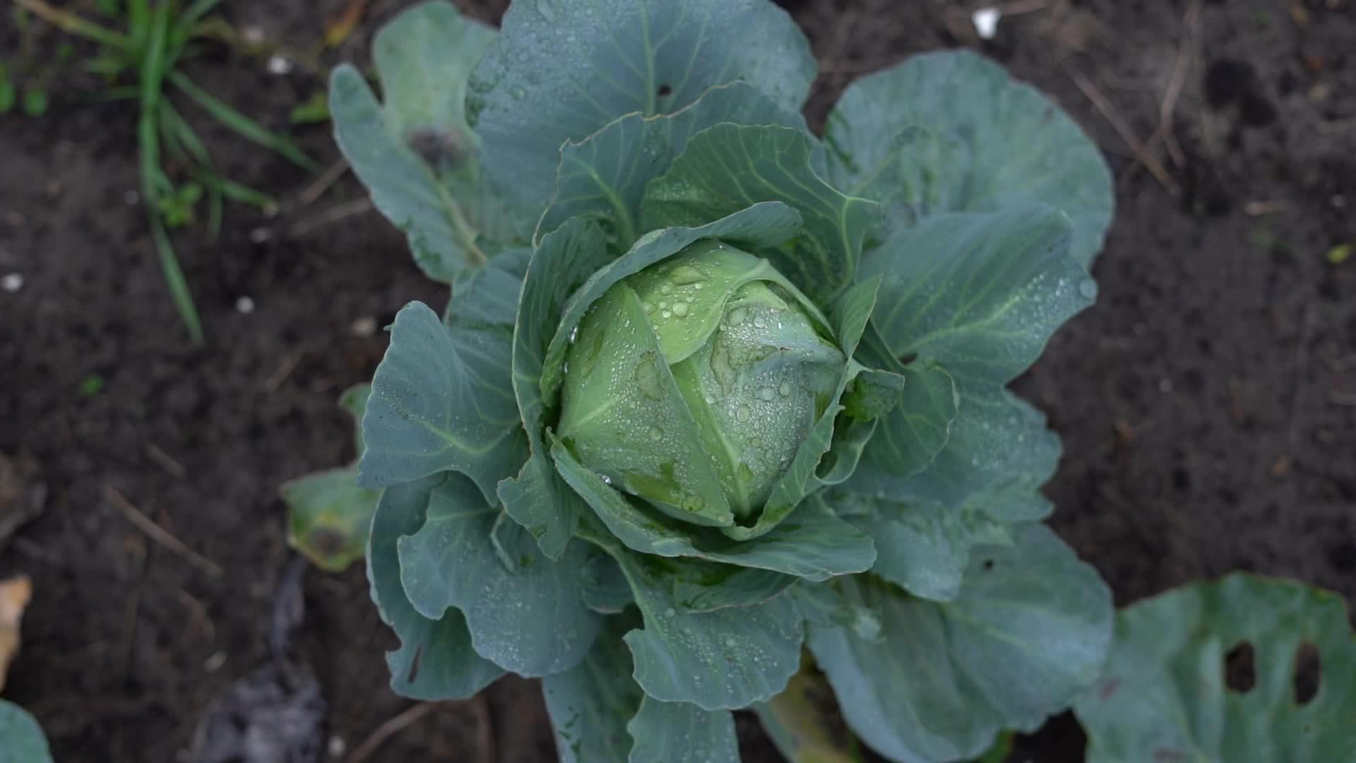 美丽的白卷心菜头在花园的雨滴中视频的预览图