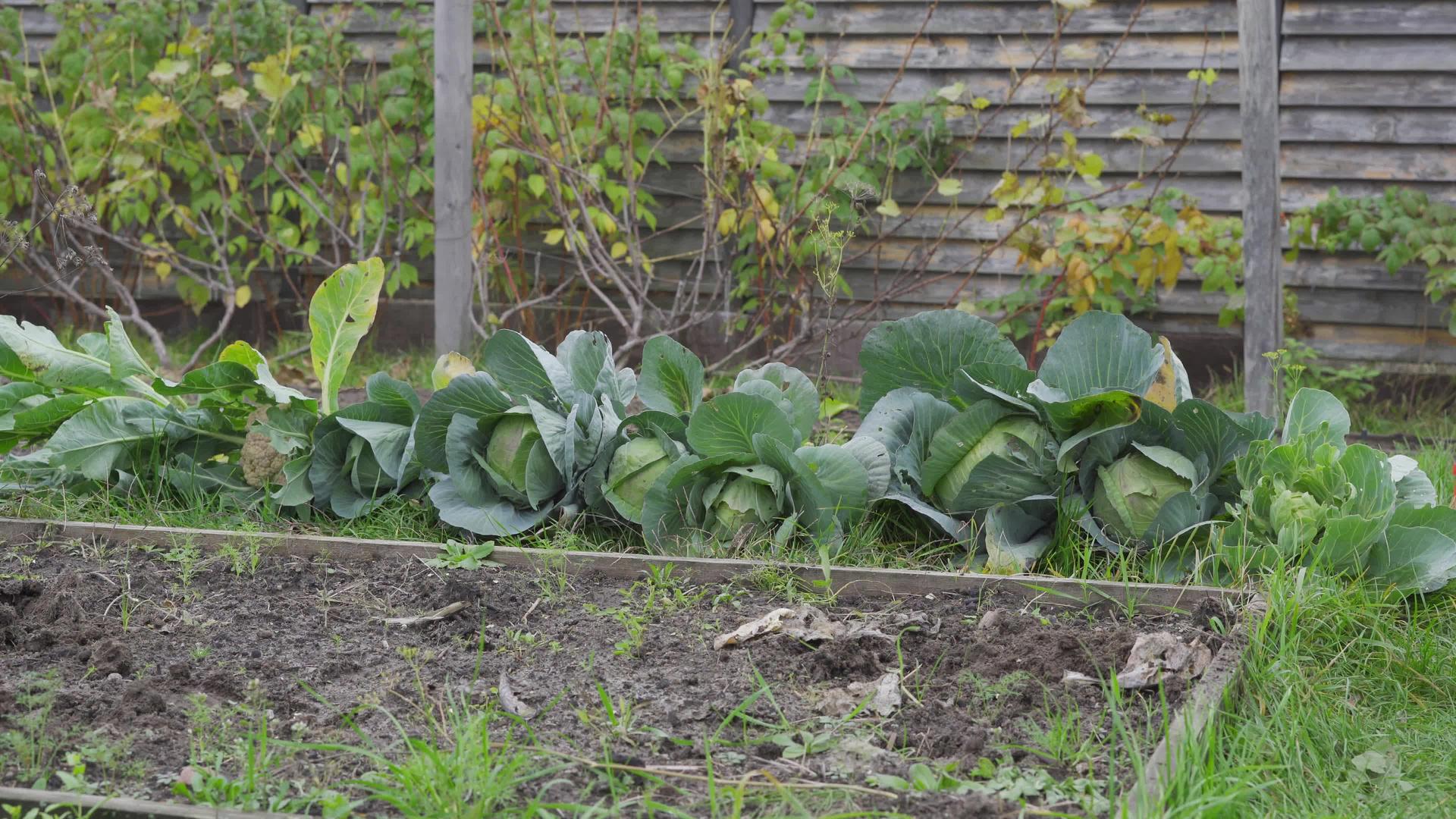 收获的白卷心菜在花园附近视频的预览图